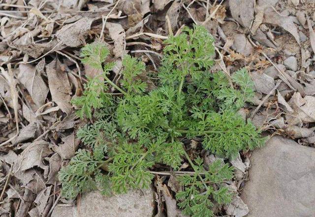 4月发文:5对"孪生"野菜,长得极为相似,一个是菜一个是草