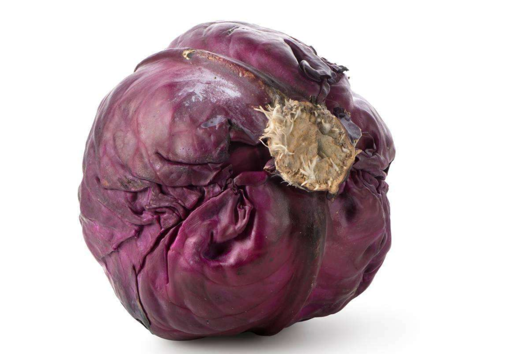 红甘蓝栽培技术分享,以及栽培时应该注意哪些问题