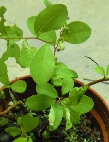 植物知识科普,小编带你了解聚花白饭树