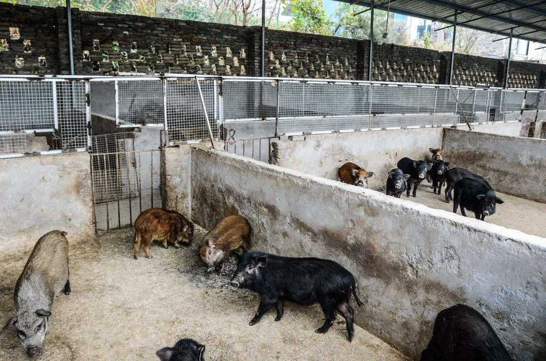 桂林野猪养殖场图片