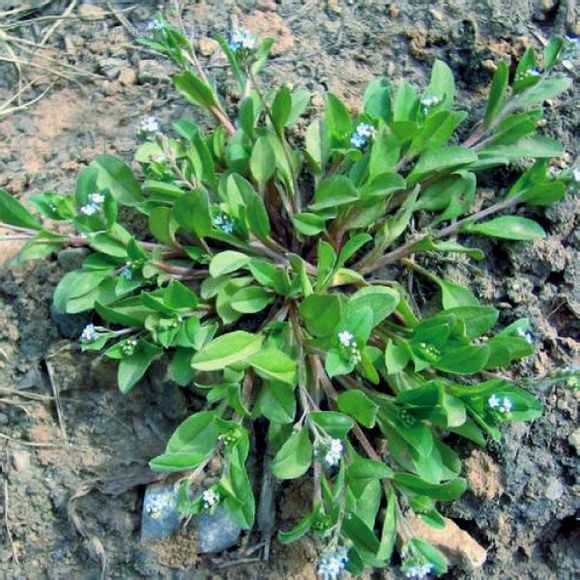 在农村有一种匍匐在地上生长的野菜,不但营养价值极高,还可入药