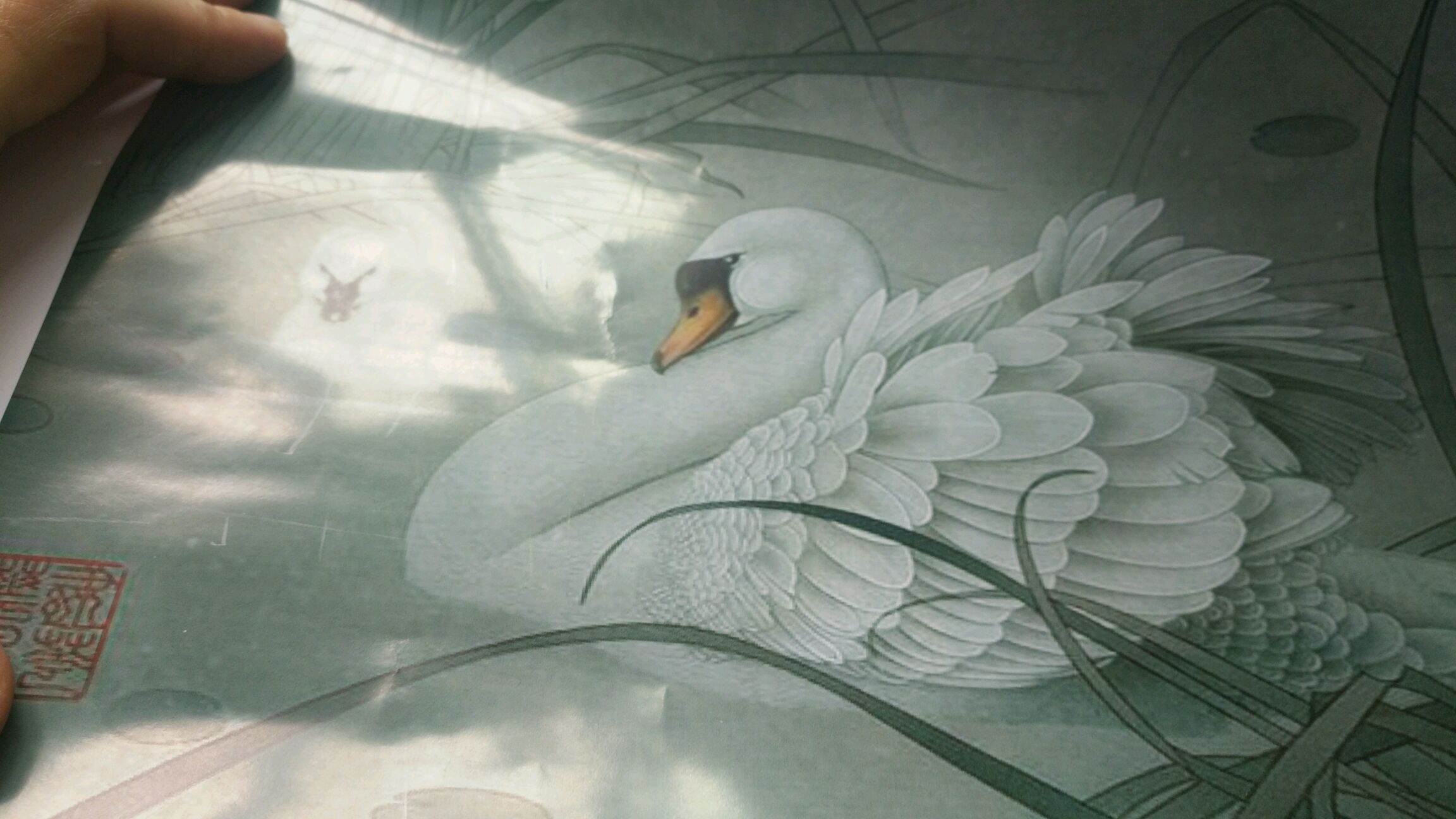 在家也能自学工笔《白天鹅》线描开始