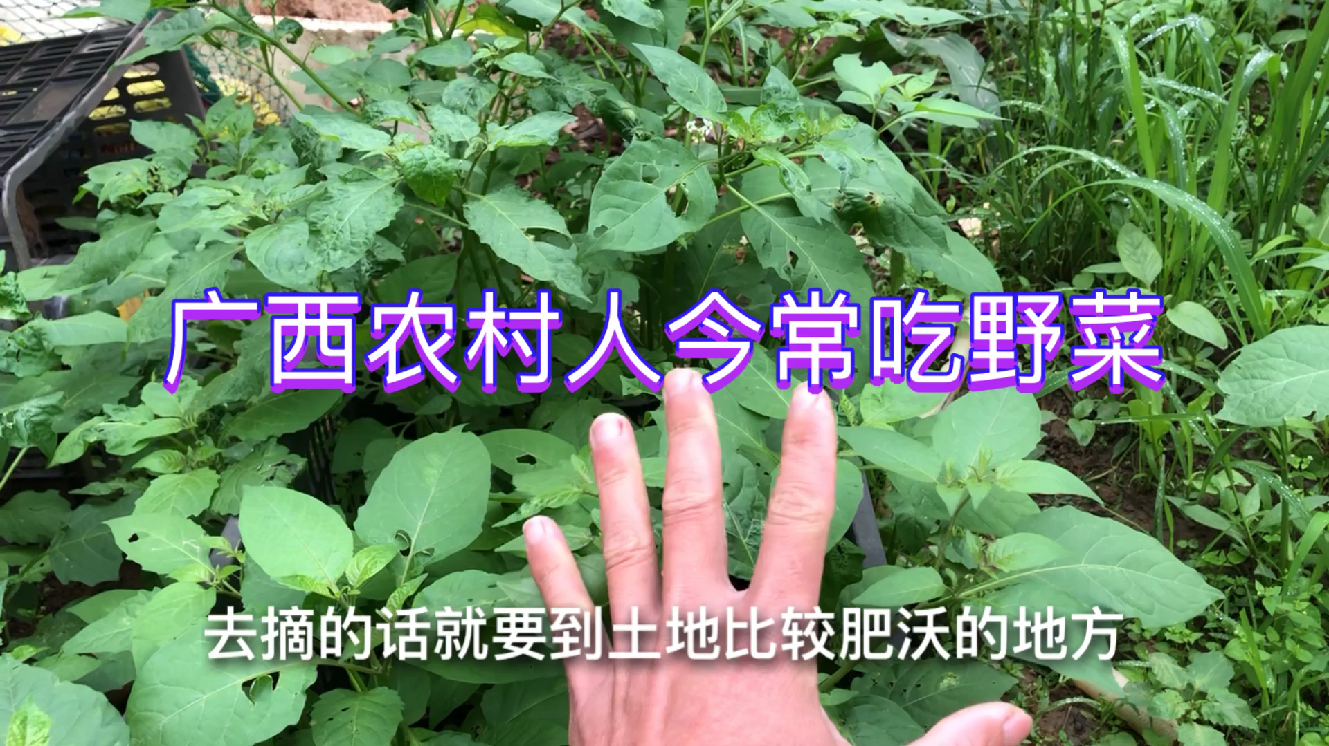 农村有一种野菜叫白花菜,小哥拿来跟土鸡蛋一起煮汤,你们吃过吗