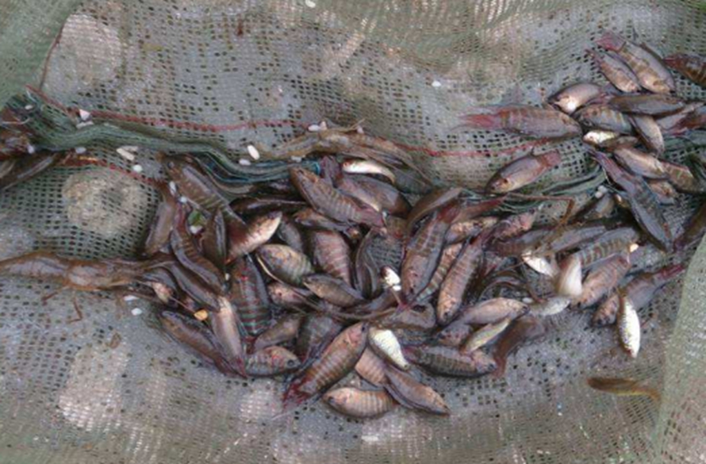 黄颡鱼 又名黄腊丁, 亦叫黄嘎子.小溪里会长一些,但是不多.