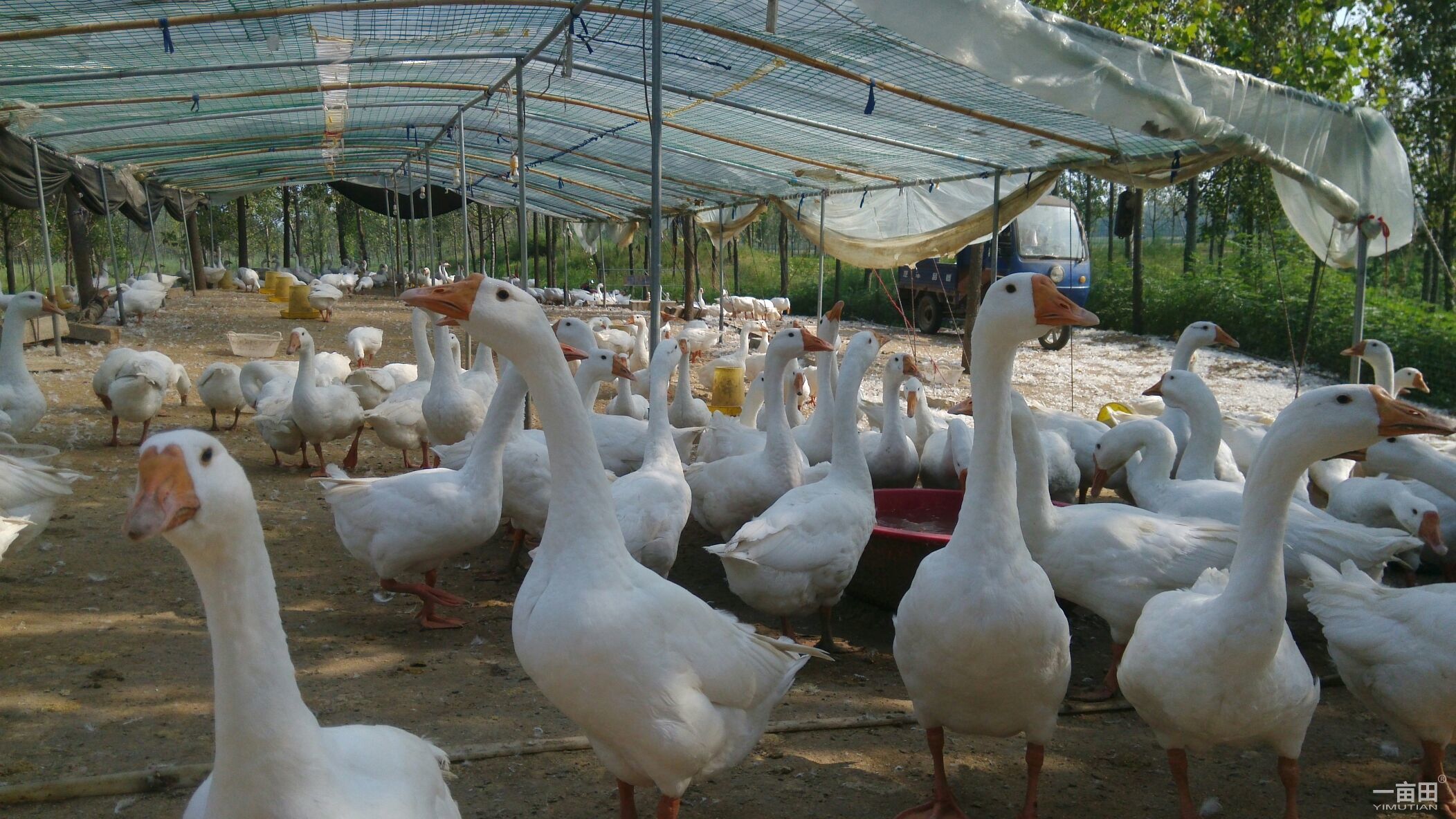 关于饲养肉鹅的技术要点,这些你知道你吗?赶快收藏起来吧