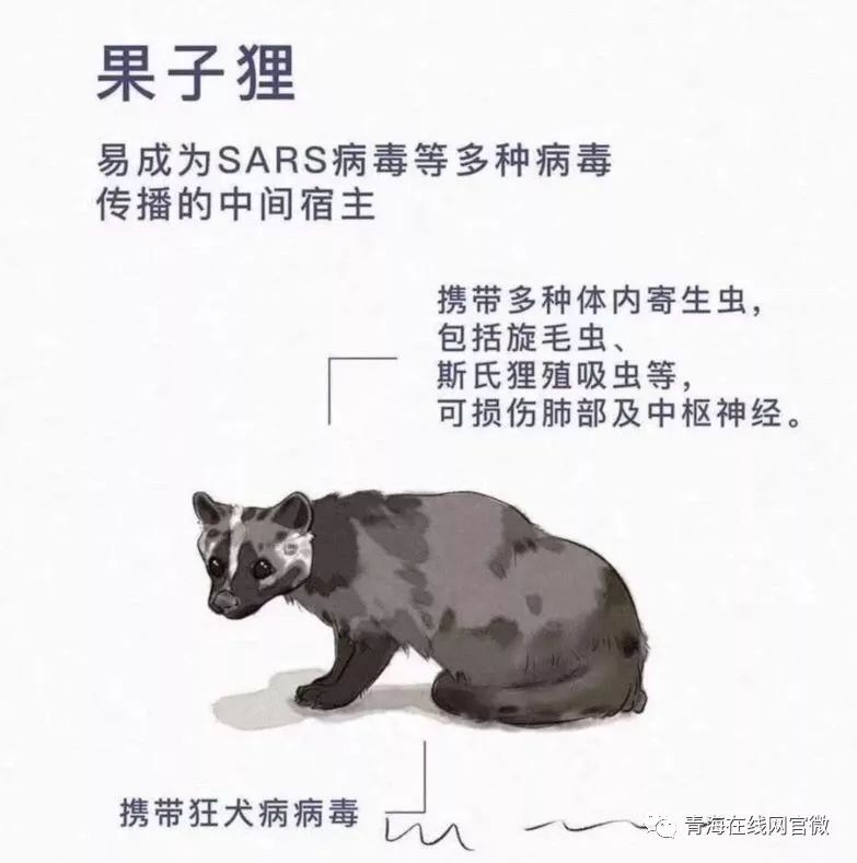 果子狸公母叫声图片