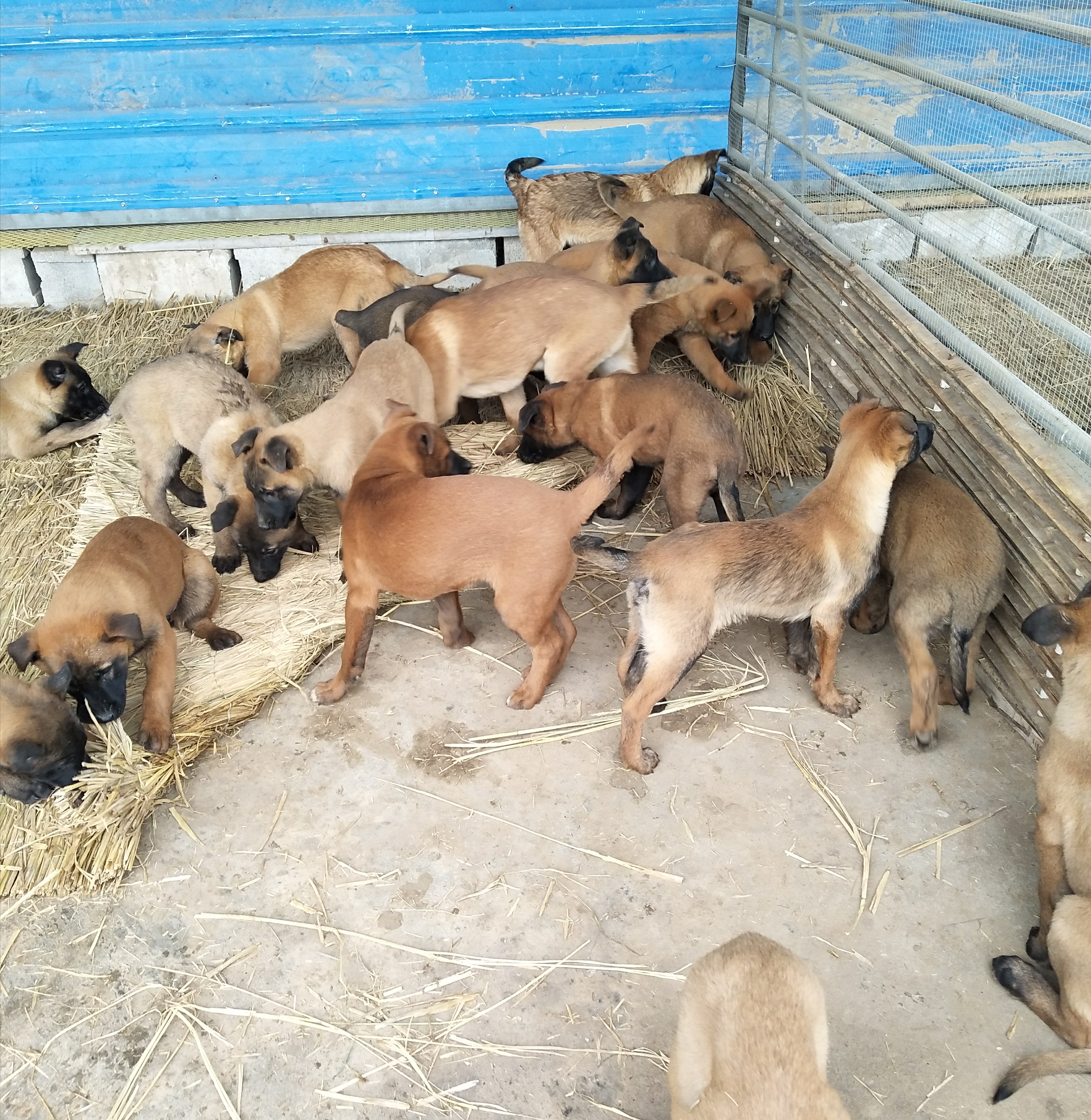 马犬纯种马犬马犬幼崽双血统看家护院