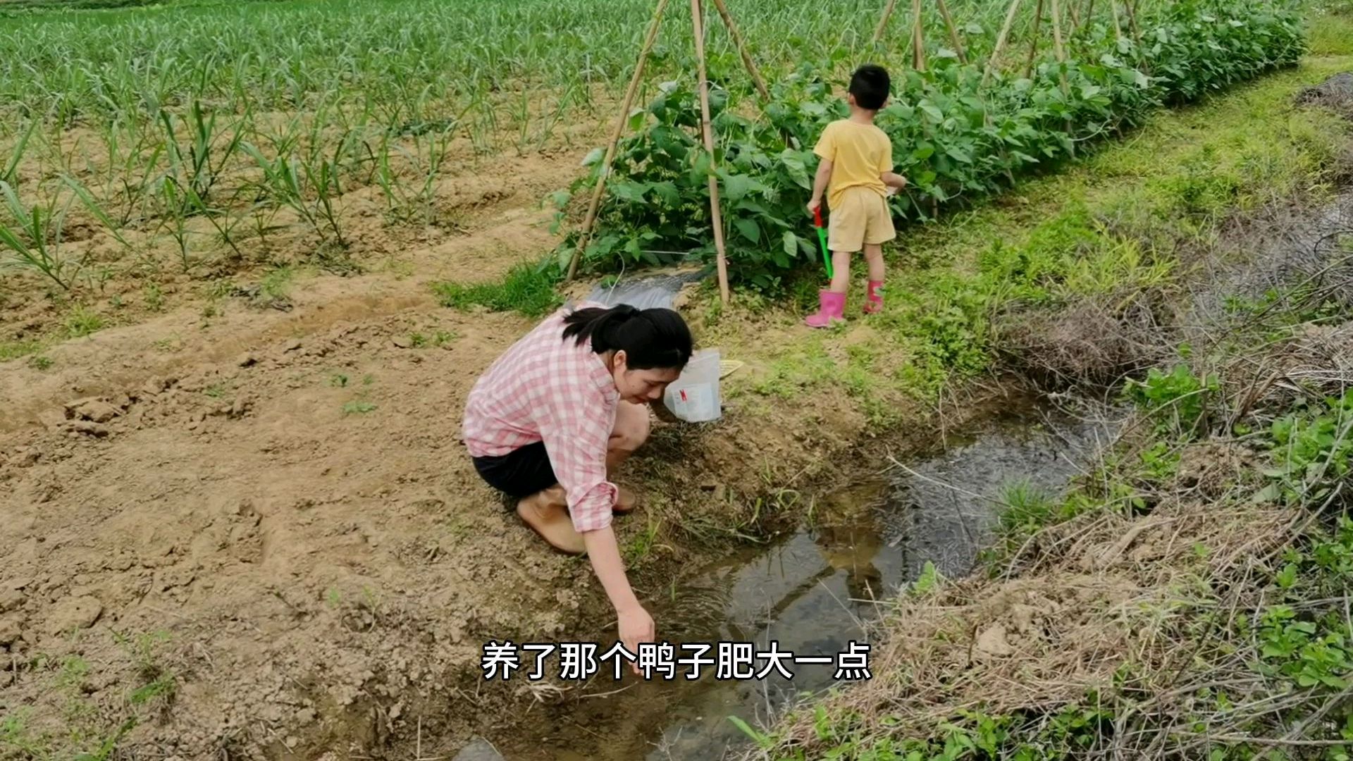 看看现在的鸭子是吃什么海鲜长大的,你家鸭子吃得起吗?金贵得很