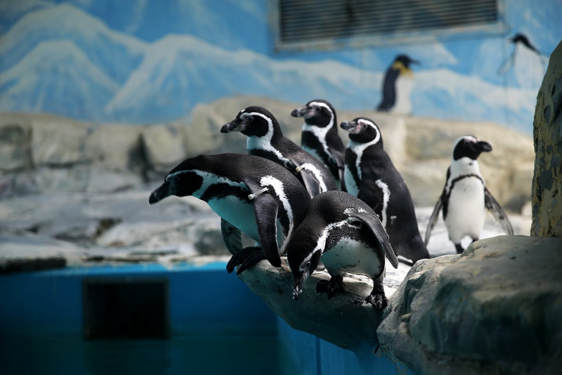 镜头里的春天# 在春天这个季节里,大连老虎滩极地馆企鹅们摆脱了极 