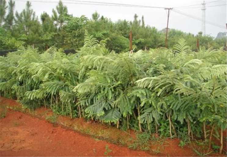 牛甘果的种植方法是怎么样的呢?它的吃法又是怎么样的呢?
