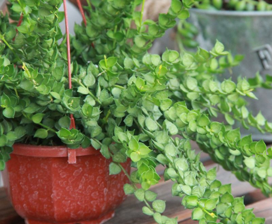 串钱藤养护方法,学会后可以让它生长翠绿有光泽