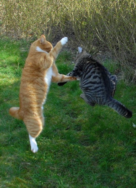 两只猫咪打拳击的精彩瞬间,你们猜最后最后谁赢了?