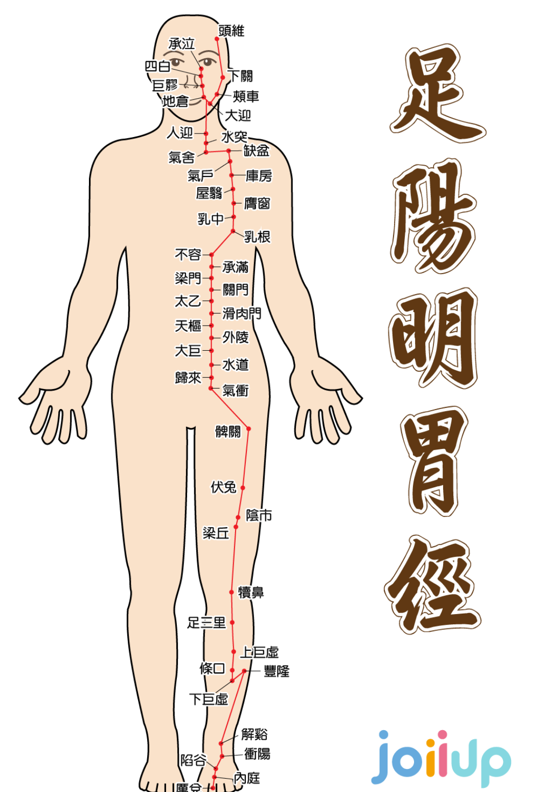 足阳明胃经为什么循行于胸腹?