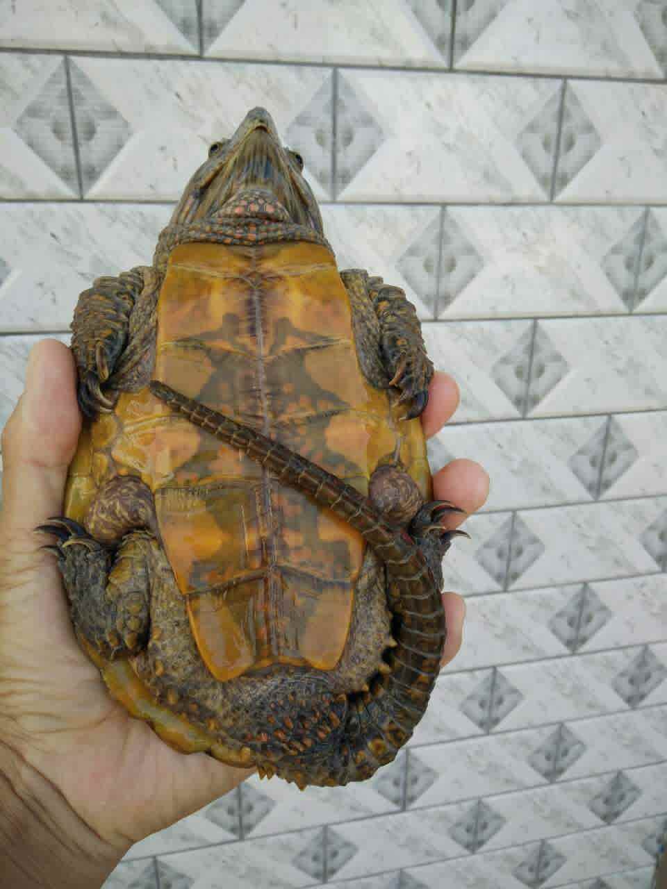 你见过这么可爱点的平胸龟吗
