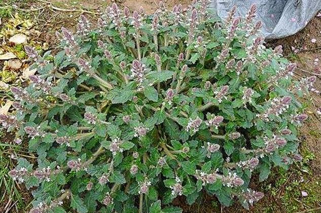 人称" 棒槌草",农民当"害草",殊不知,它的价值不一般