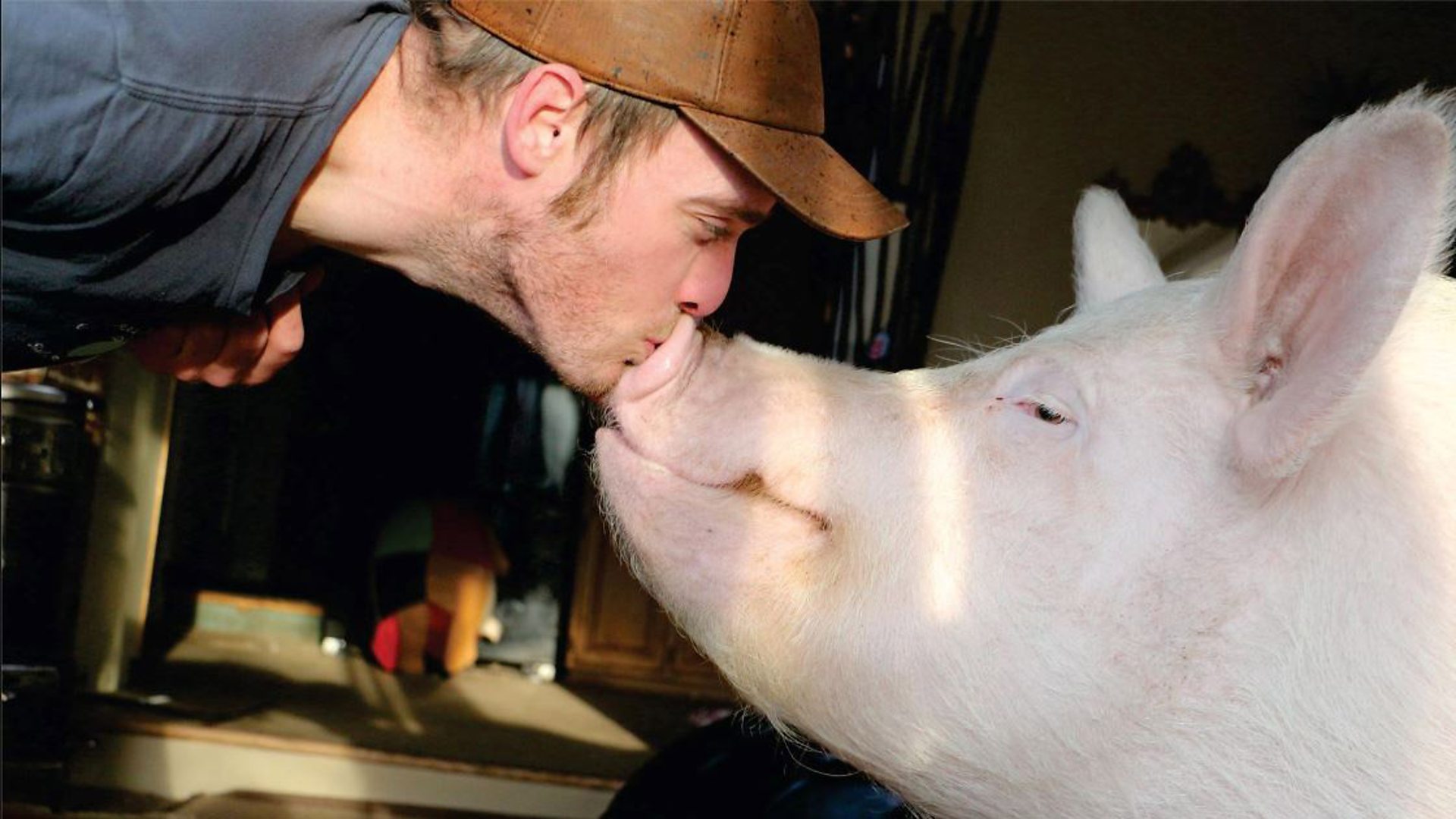 两只猪接吻图片