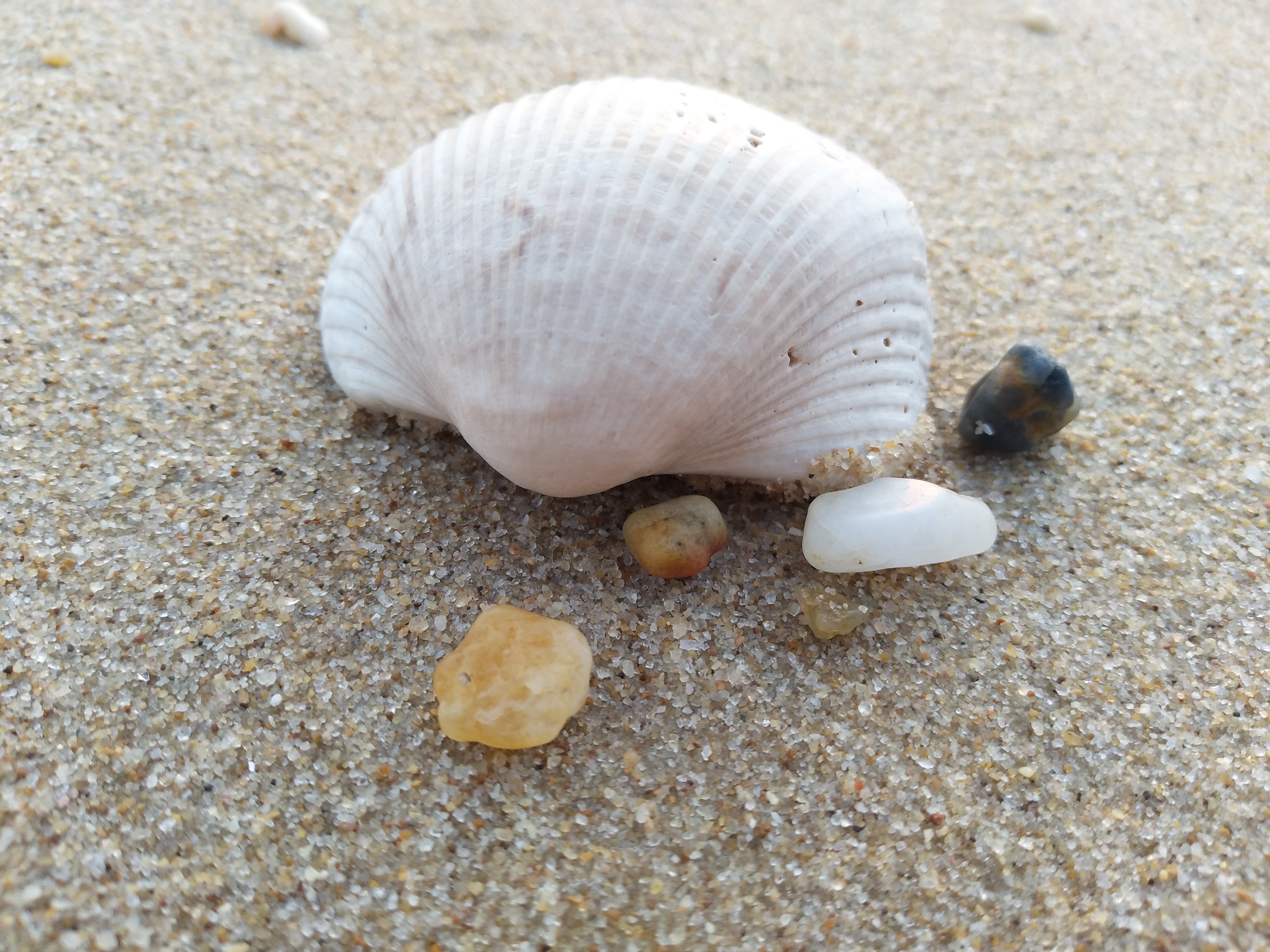 拾起被海水洗刷了的贝壳,细细砂石,单调而又美好