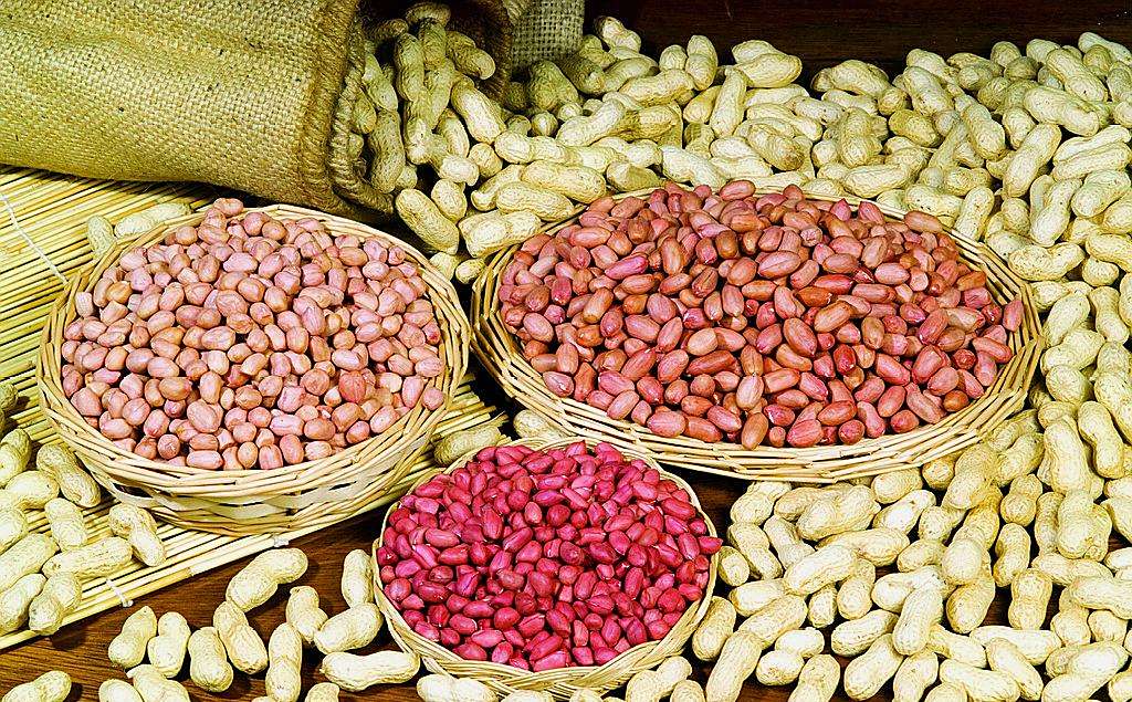 选育专用品种提高花生品质