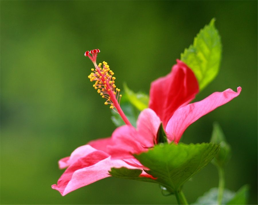 花语是美丽的花有哪些(花语是美丽的花有哪些花)