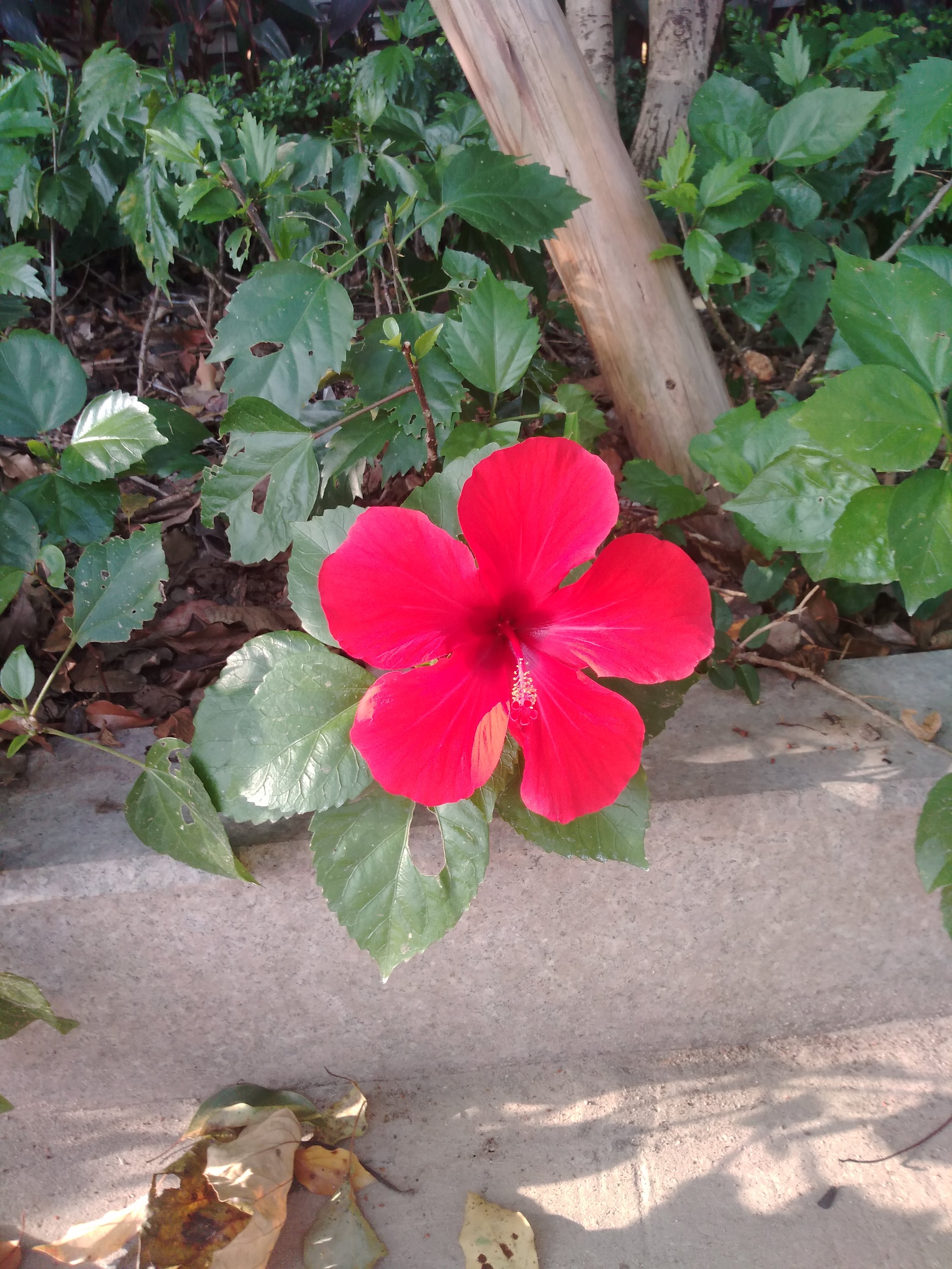 好美的大红花,一枝独秀!