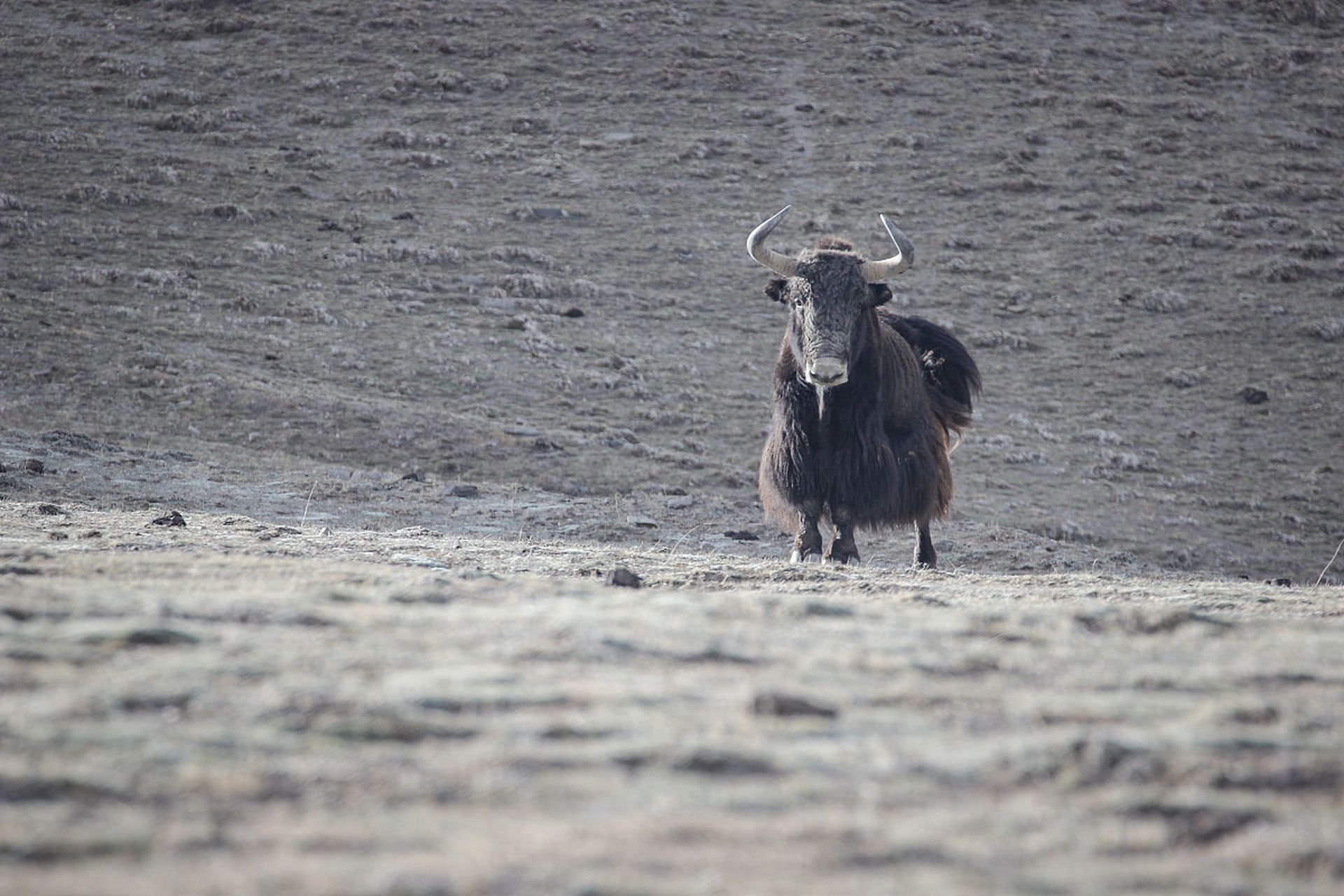 野牦牛:是哺乳纲,偶蹄目,牛科的动物,是青藏高原特有牛种之一.