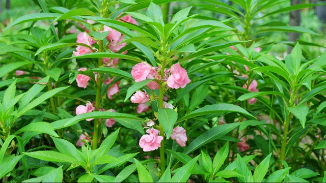 鳳仙花的功效和作用 臨床應用有哪些