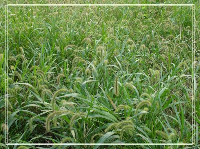 农村旱地里长这样的草,农民只把它当杂草除掉,却不知道它的用处