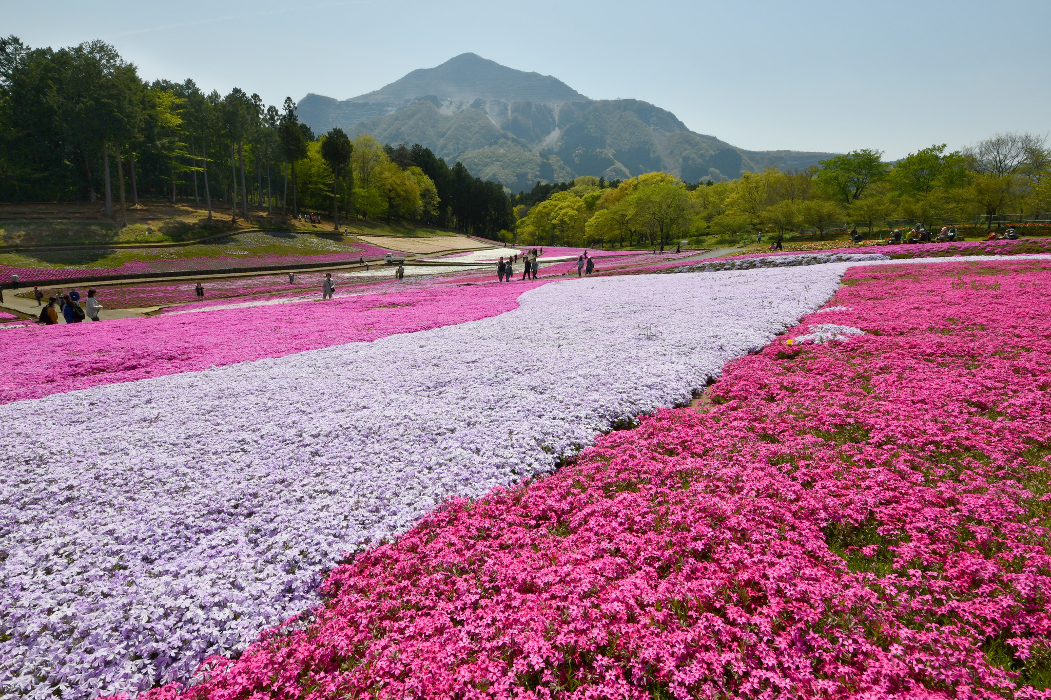 日本秩父芝樱盛开 超梦幻花海织就粉色地毯