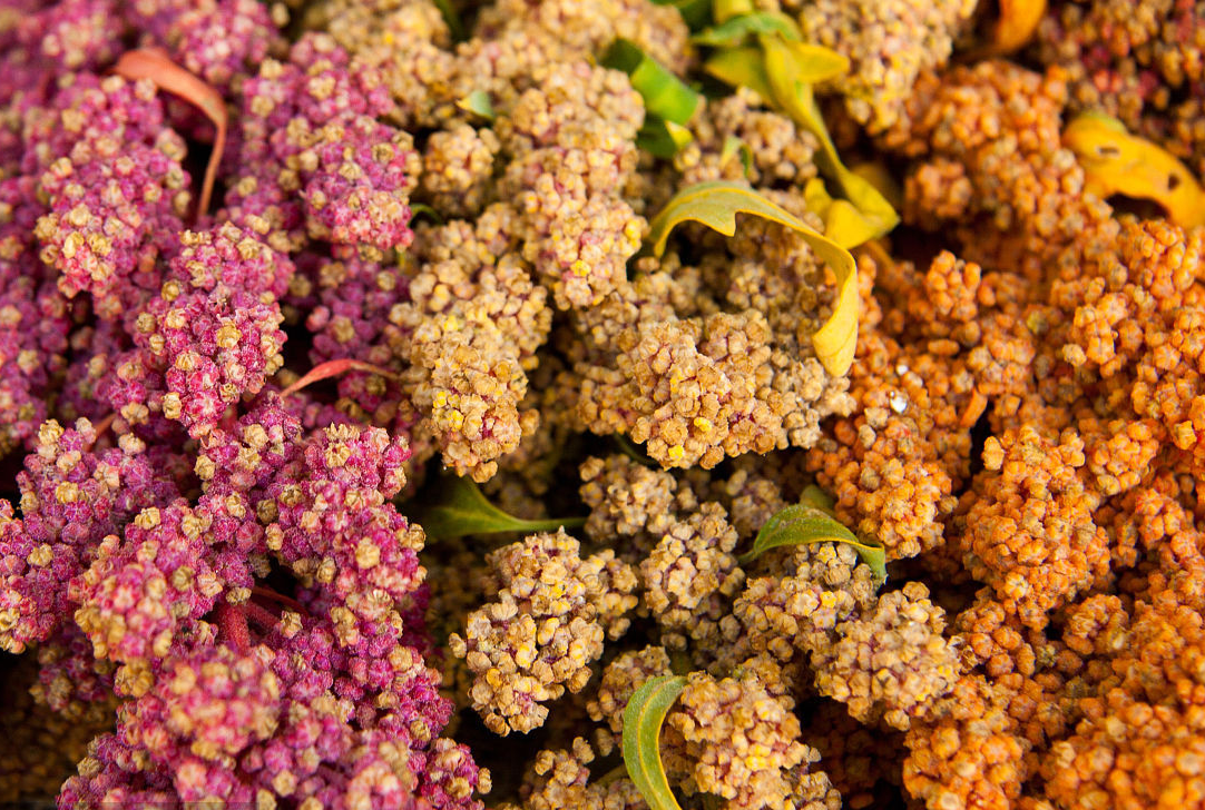 藜麦- 优质问答专区