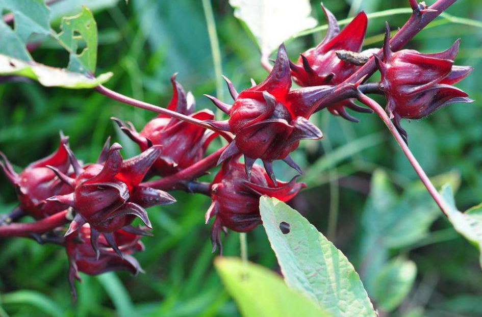 这植物名为"红桃k",从观赏到食用评价颇高,但却始终卖不出高价