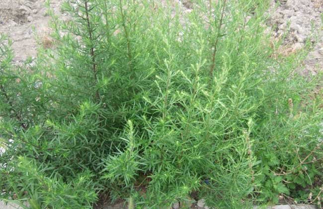 今日农村植物介绍之——土茵陈 一种带有香味的野草,你见过吗?