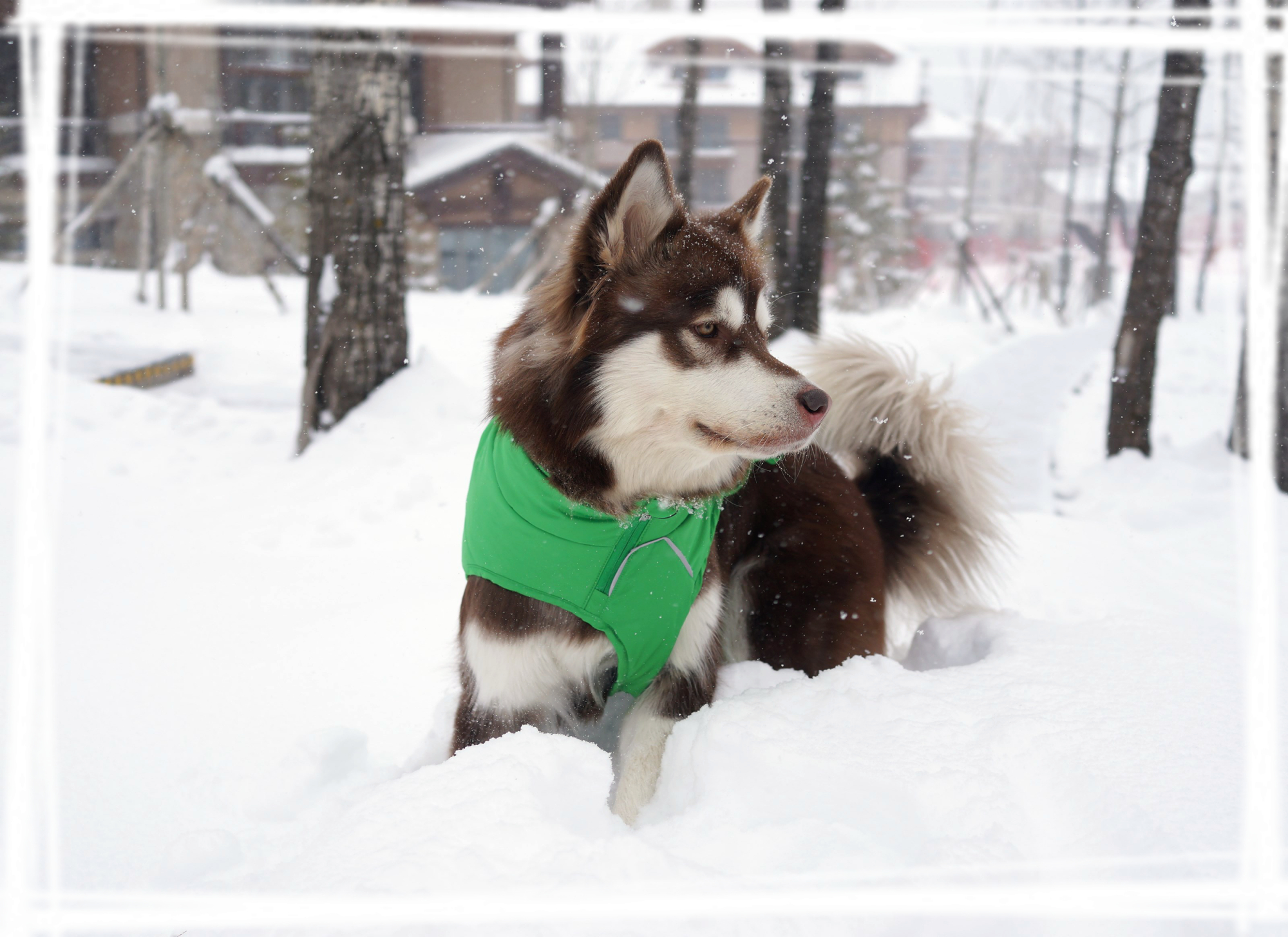 萌萌哒哈士奇冬日写真壁纸