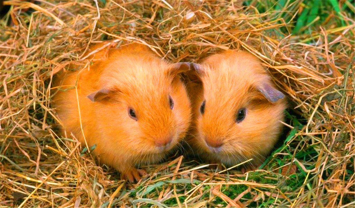 龙猫和仓鼠到底有什么区别?听听铲屎官怎么说