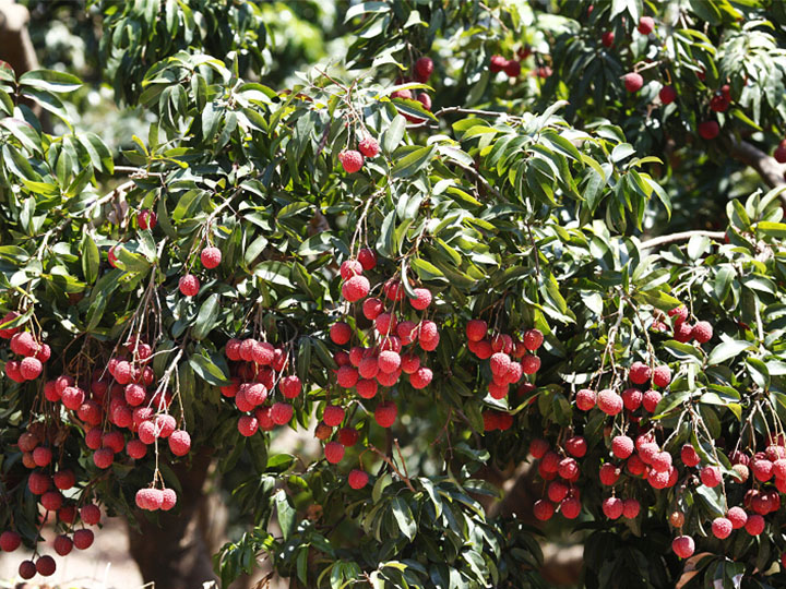 荔枝树到底应该怎么栽种?这几个小办法让你家的树挂果更快