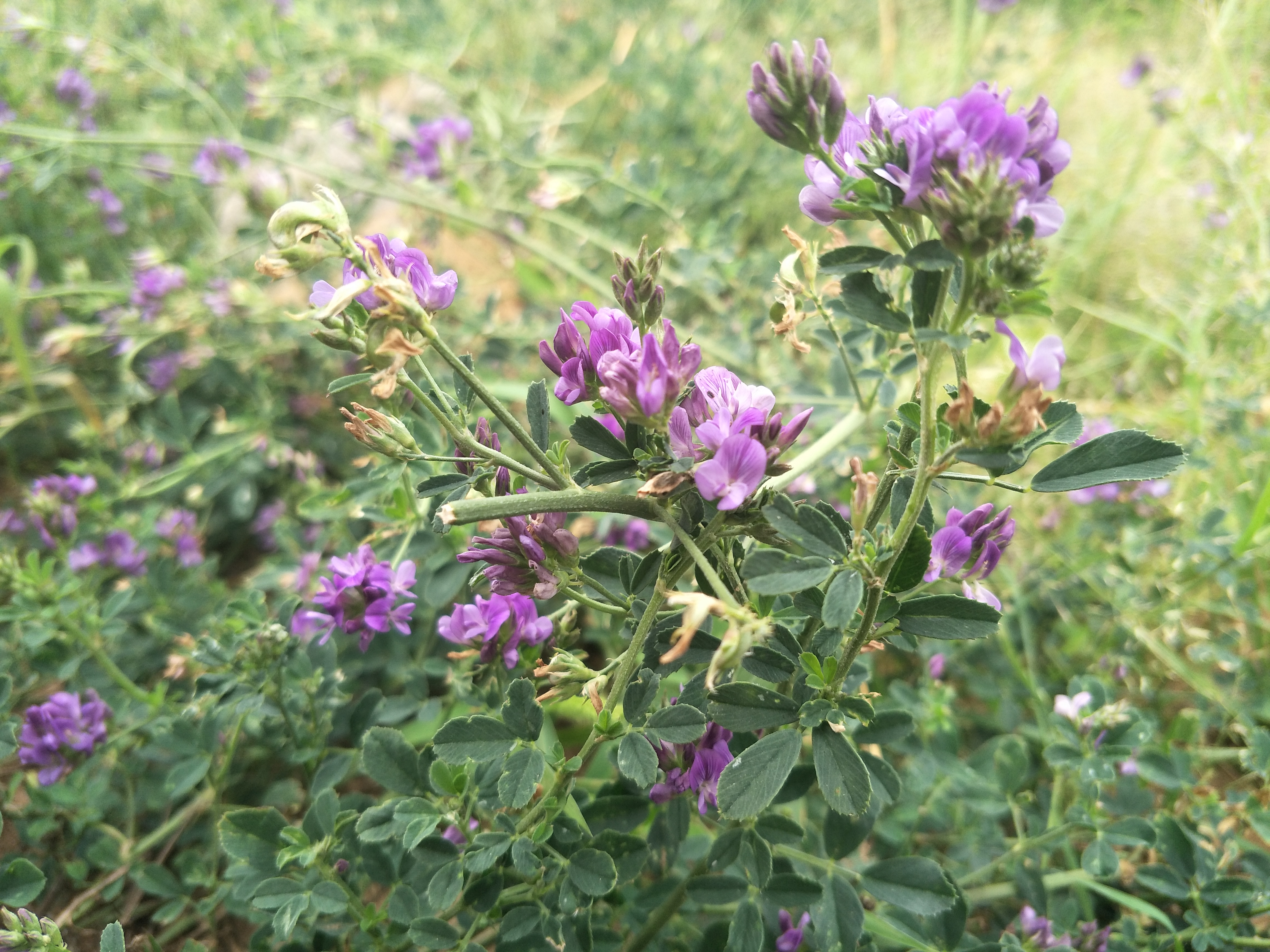 苜蓿,多年生草本植物,可食用