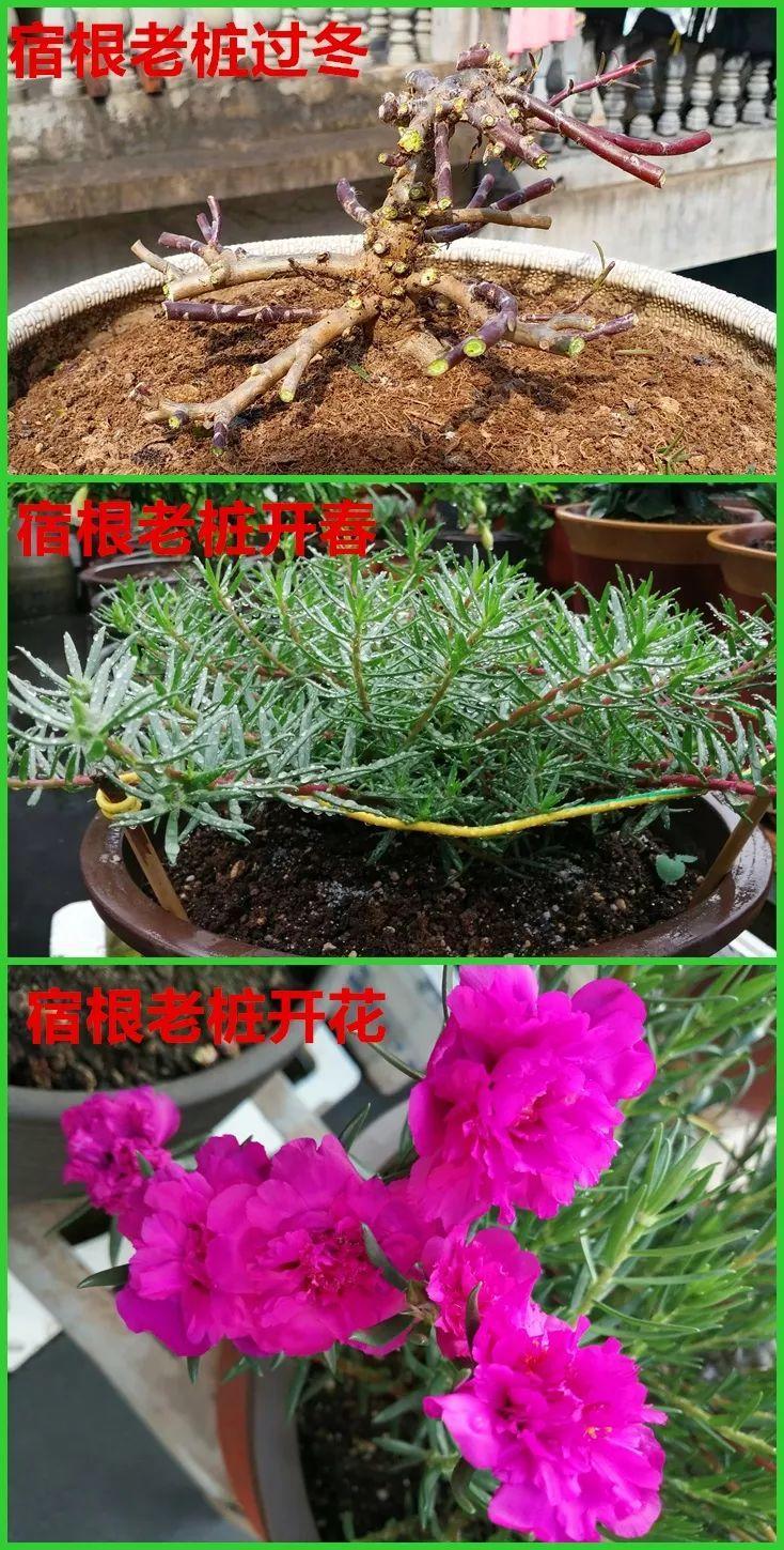 死不了的花,一开就是大半年,切碎扔土里就活!