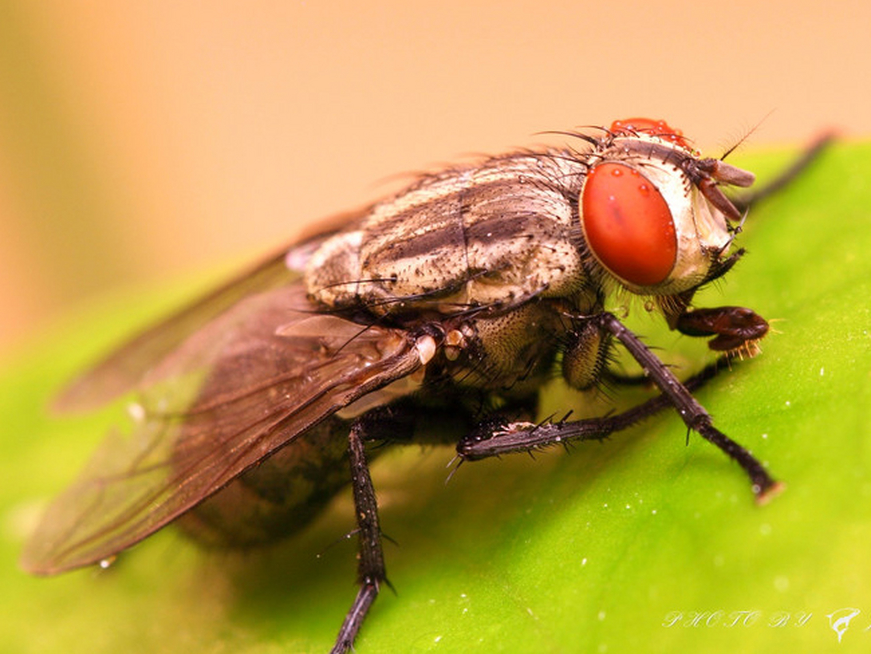 百家文史#【胡侃冷知识】一只母苍蝇在一生中可以孵化1000个后代