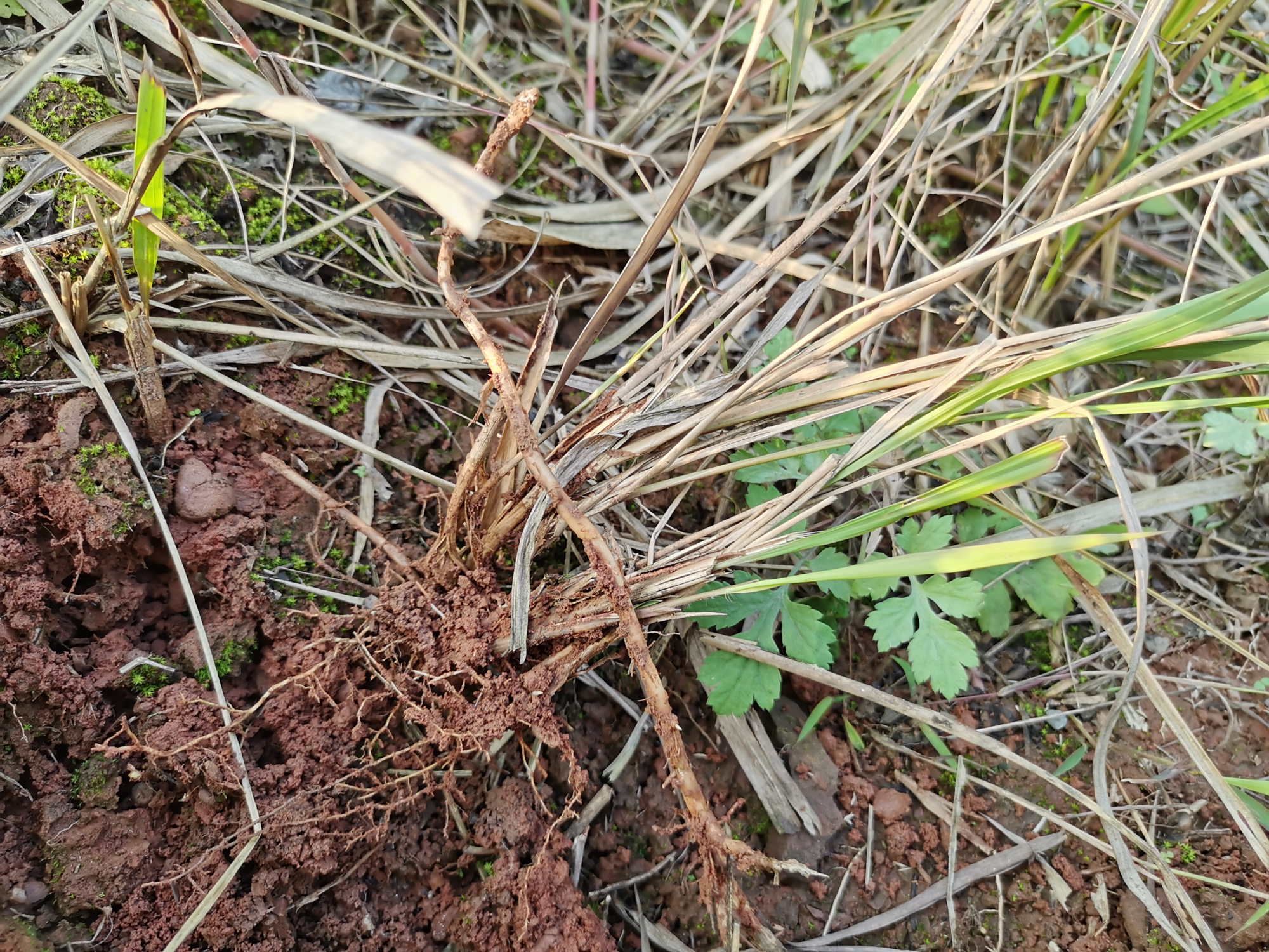 农村山上常见的一种植物"茅草",还有没有价值呢?
