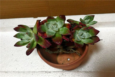 4月发文:多肉植物苹果叶的养护方法