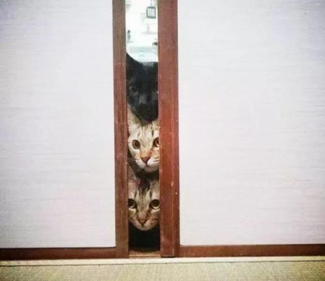 四只猫咪趴门缝向内看,神情复杂,铲屎官回头惊出一身汗!