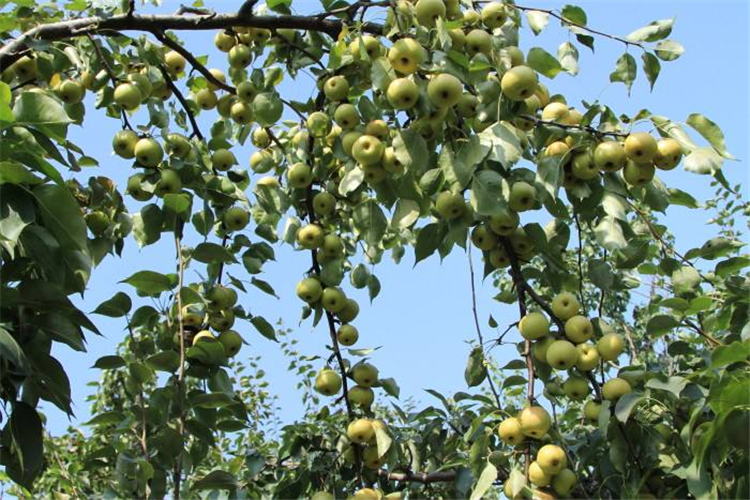 南果梨种植,幼苗栽种后要把树干进行套袋,这样能减少病虫害发生