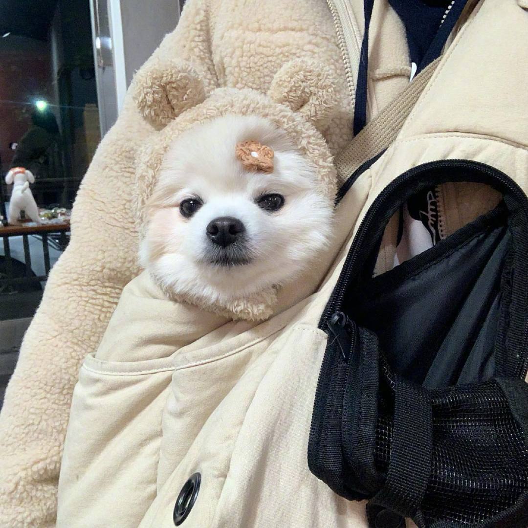 头像:可爱的小狗狗