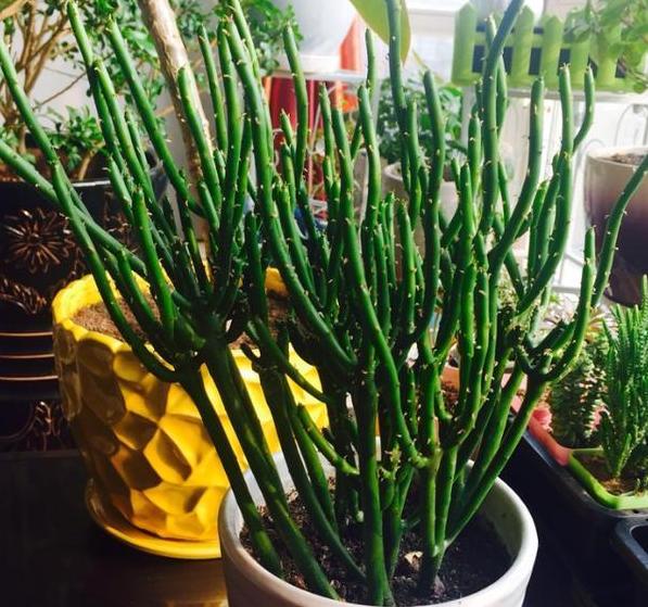 4月发文:光棍树长得太高该怎么剪?学会2个小动作