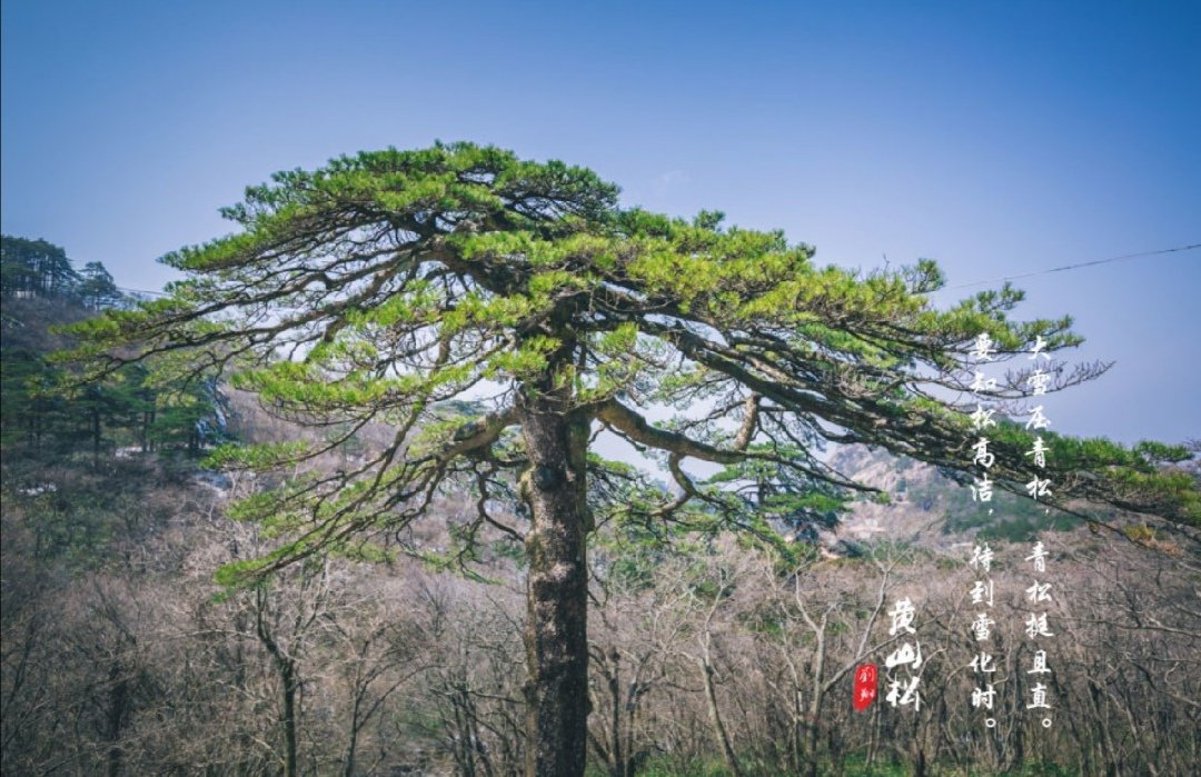 苍松立云天,迷雾缠万山