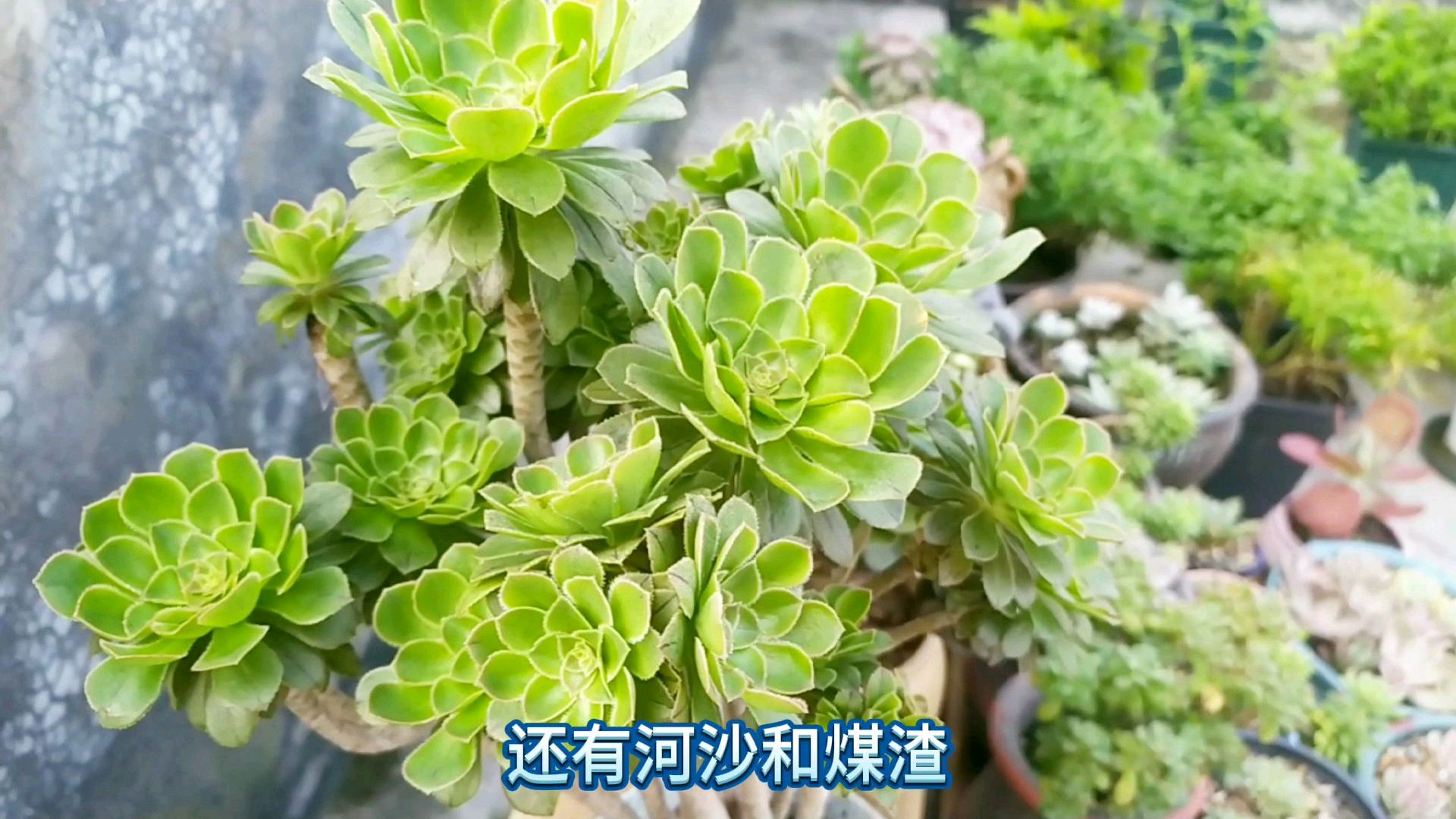 多肉法师非常漂亮,这样养护特别容易爆盆