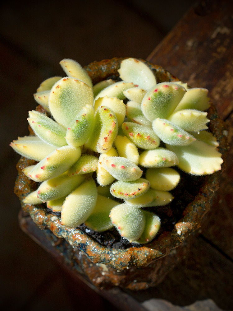 熊童子繁殖的最好方式,你怎么能不知道呢?