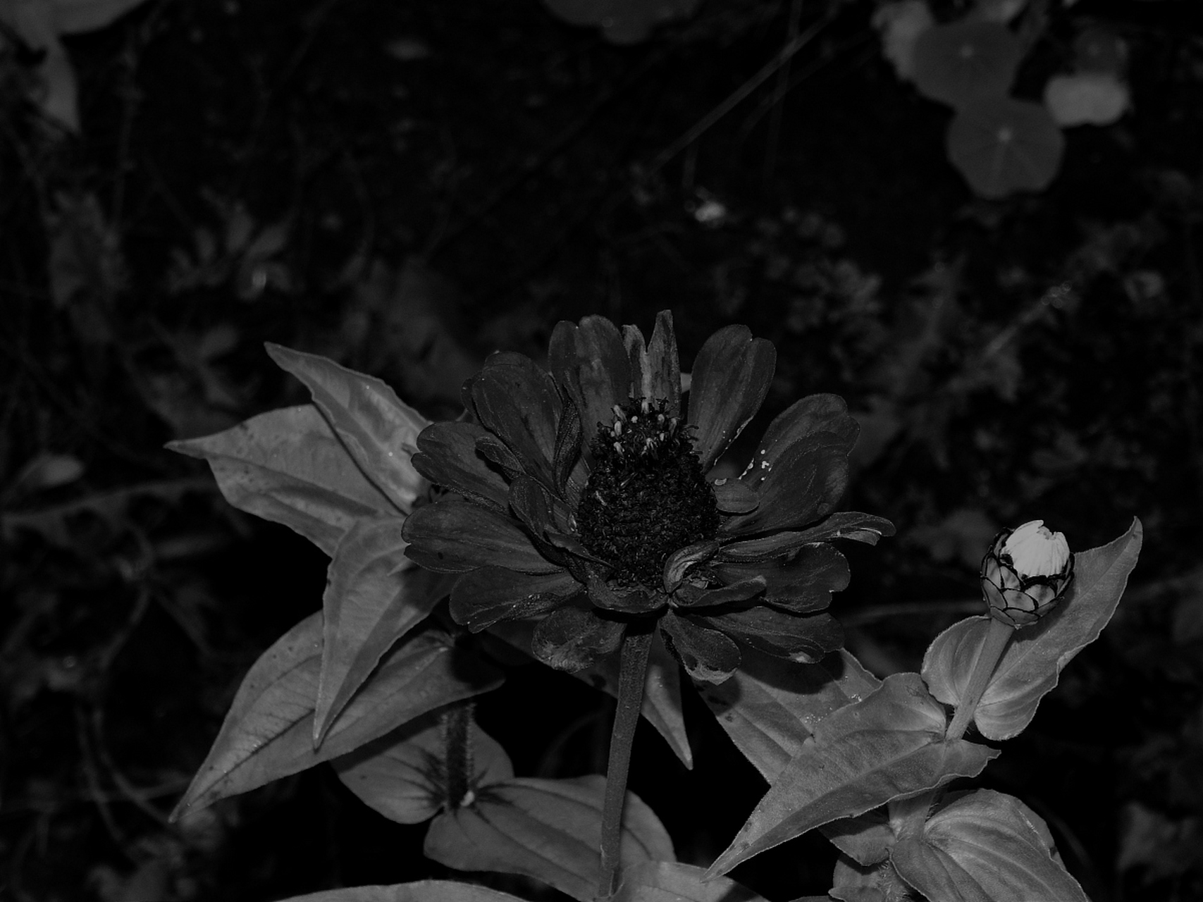 黑色曼陀罗,以其独特的花语,向世人传递着一种深邃而复杂的情感.