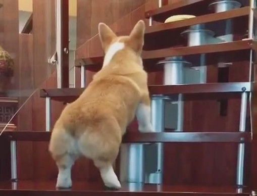 喜欢看柯基爬楼梯的蠢萌样子?那柯基可真的是被害惨了!
