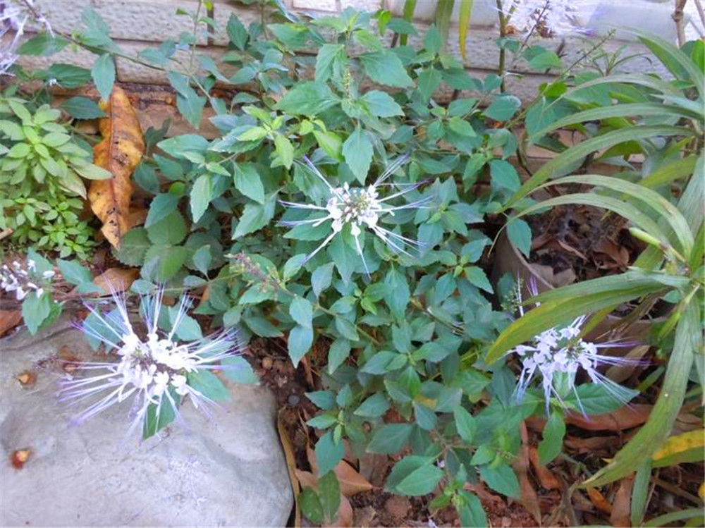 农村一种植物叫"肾茶",识它是宝,不识它是草,南方人多有种植