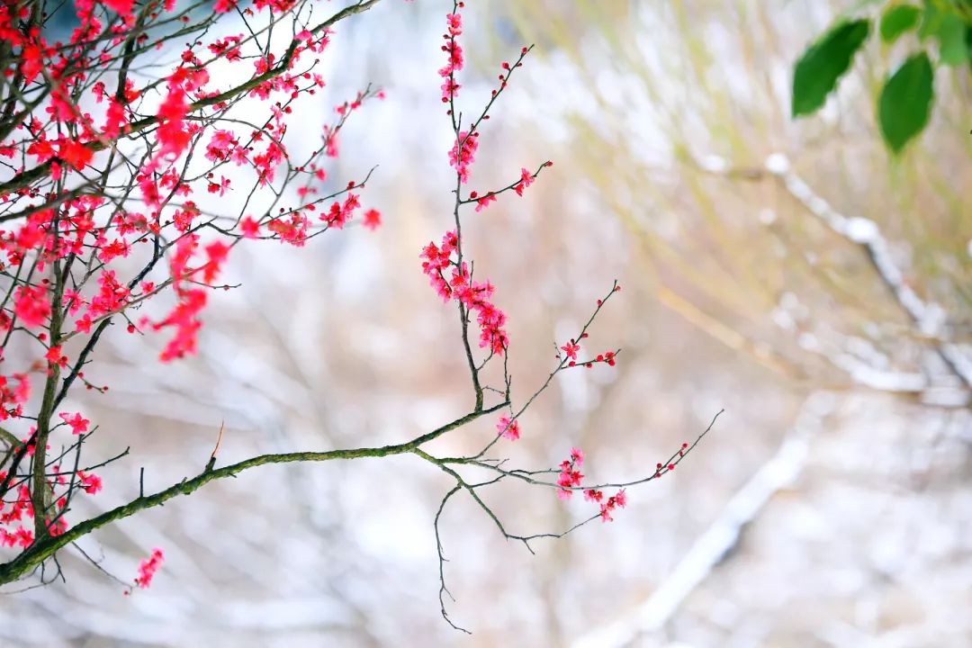 踏雪尋梅詩意年,裁一幅淡雅梅園畫,一起去溧水尋香吧!